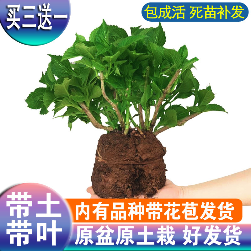 绣球带花苞素材模板 绣球带花苞图片下载 小麦优选