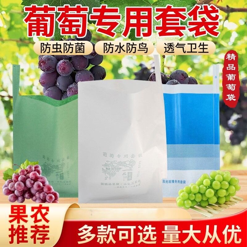 早熟葡萄套袋避雨棚葡萄阳光玫瑰