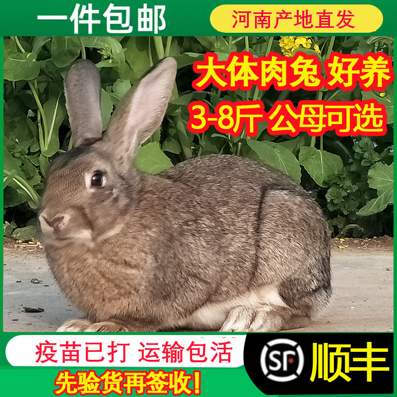 大型家养种兔肉兔八点黑