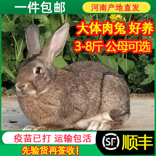 家兔活物大型可食用肉兔活体成年种兔巨型家养大兔子白兔种兔