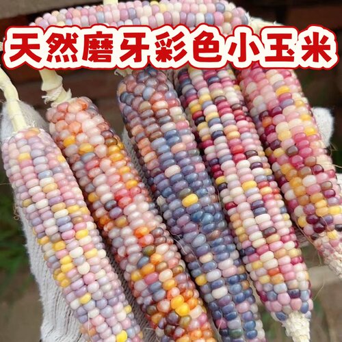 【仓鼠兔子磨牙小玉米】