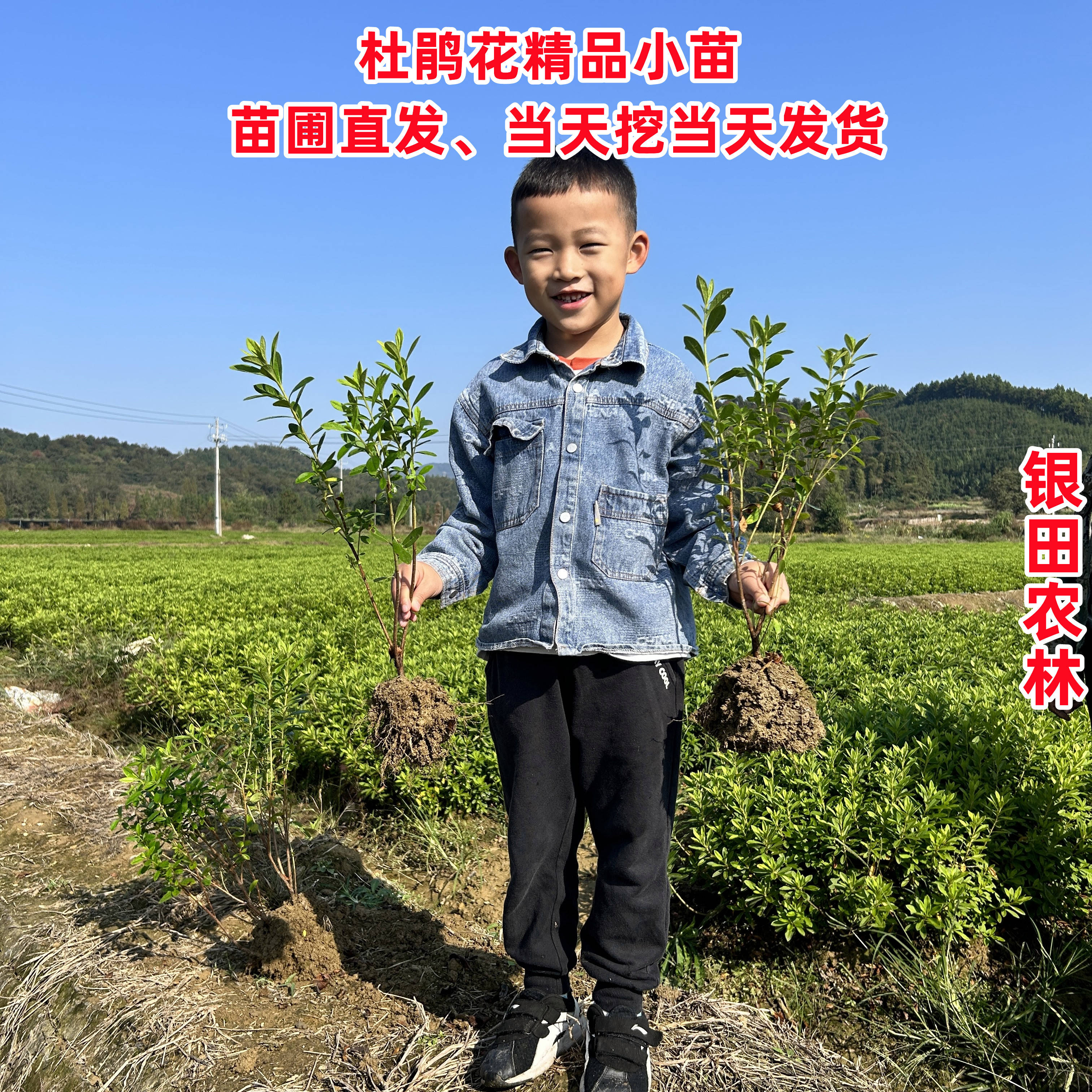 毛杜鹃四季杜鹃苗夏娟毛娟花小苗工程绿化苗木映山红常青庭院苗木