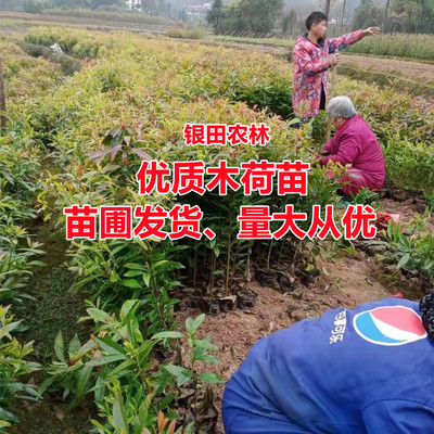 木荷苗防火树木荷杯苗造林苗