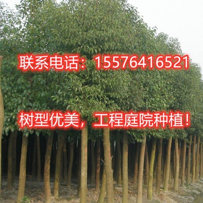 四季常青驱蚊香樟树苗大小叶庭院全冠骨架香樟木南北种植大型绿化