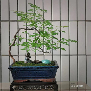 （一号）东北根艺盆景素材绿植