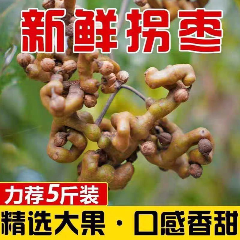 现摘拐枣野生拐枣万寿果可生吃泡酒煲汤云南野生仙拐枣批发