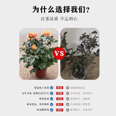 果汁阳台月季花大苗盆栽绿植带花苞浓香玫瑰多头好养易活四季开花