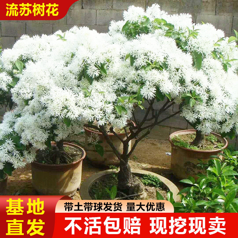 流苏花树苗出售盆栽白流苏四月雪原生带花球形盆景老桩造型大矮化