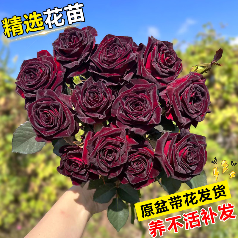 黑巴克月季花苗好养易活玫瑰花树苗室内外特大花浓香盆栽嫁接绿植