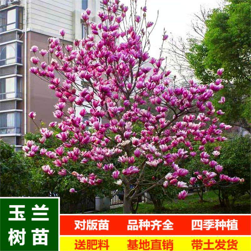 玉兰花树苗室外庭院绿化植物大花红玉兰黄玉兰紫玉兰白玉兰四季种