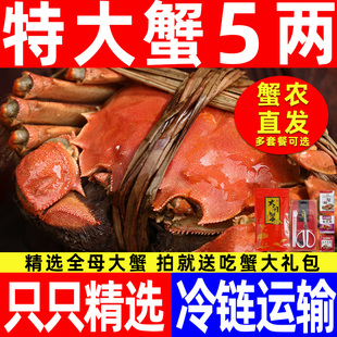 16只大闸蟹鲜活现货全母特大螃蟹送礼含绳湖蟹水产河蟹 活蟹