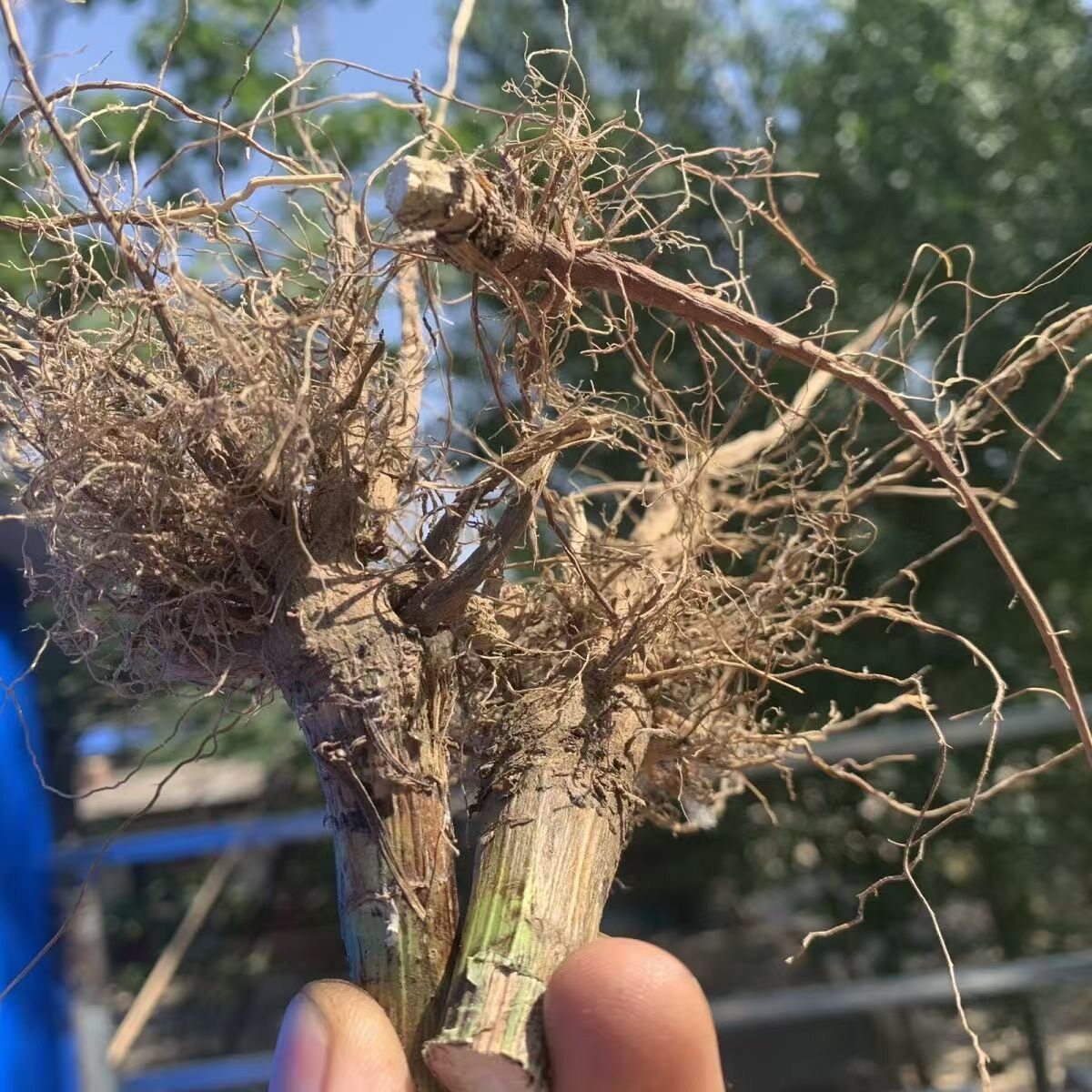 黄蒿根青蒿中药材苦蒿黄花新鲜桐臭蒿子草蒿蒿草