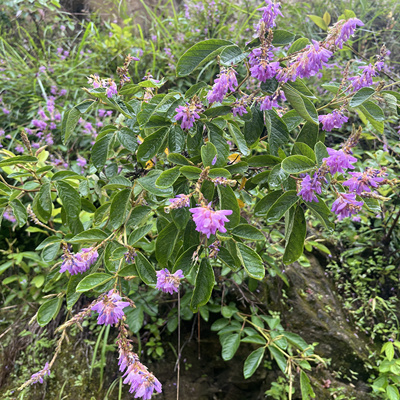 云南中草药饿蚂蝗疳积草小槐花粘衣草黏人草豆科中草药现挖根枝叶