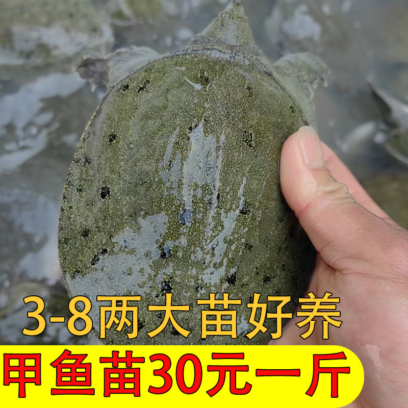 小甲鱼苗外塘生态养殖水中华鳖王图片