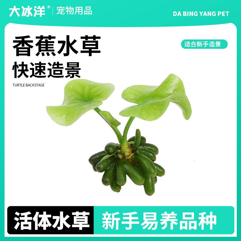 鱼缸迷你前景水草植物阴性淡水