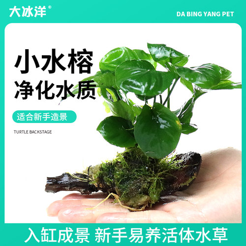鱼缸水草植物真草阴性