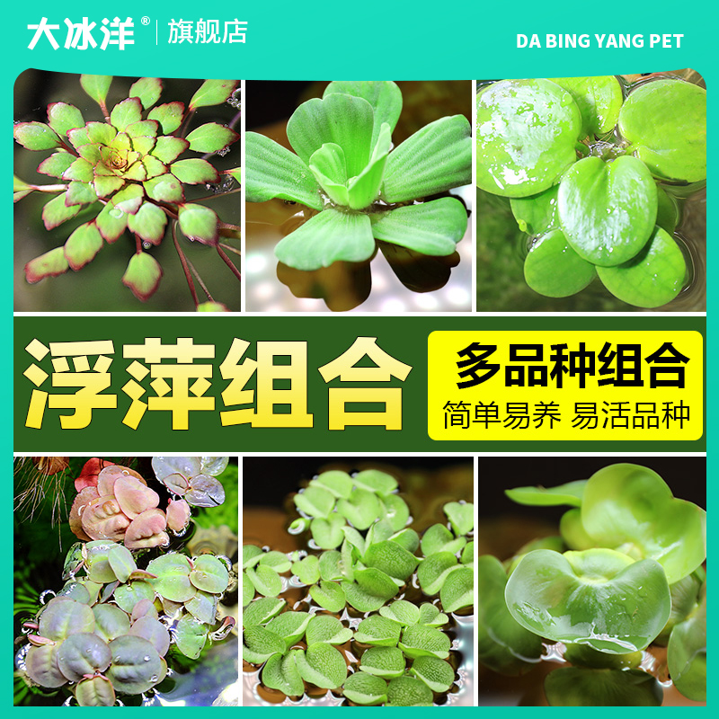 浮萍水草植物鱼缸造景