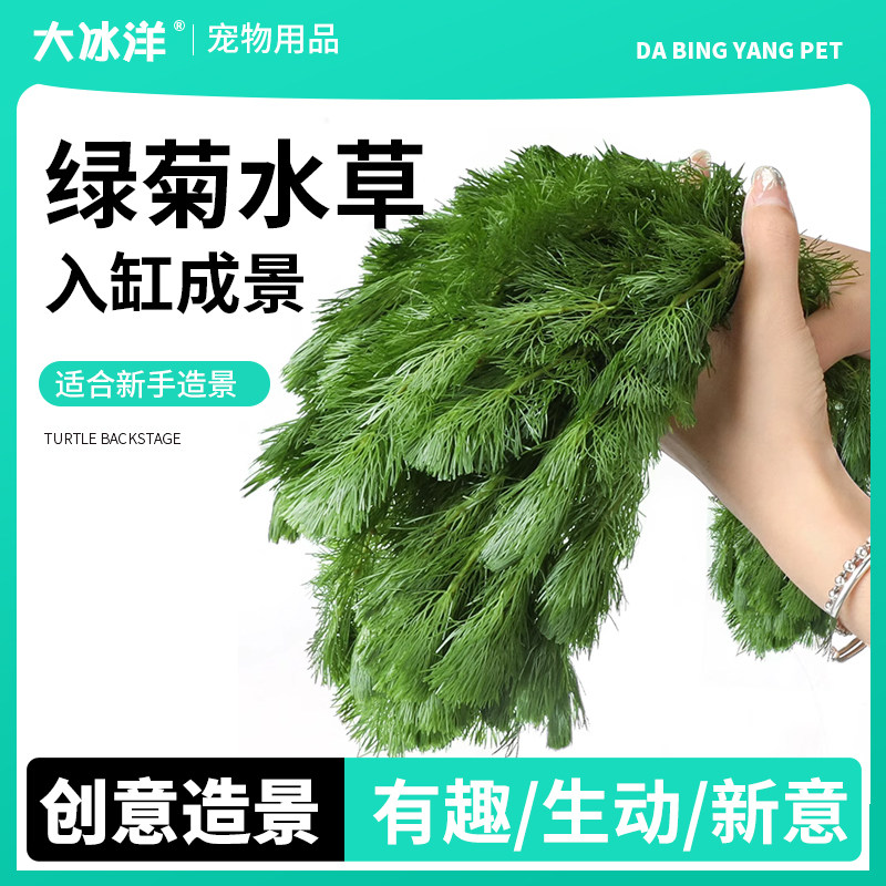 蜈蚣草水草植物养龟鱼缸造景草缸净水火山石绿植淡水绿菊后景草