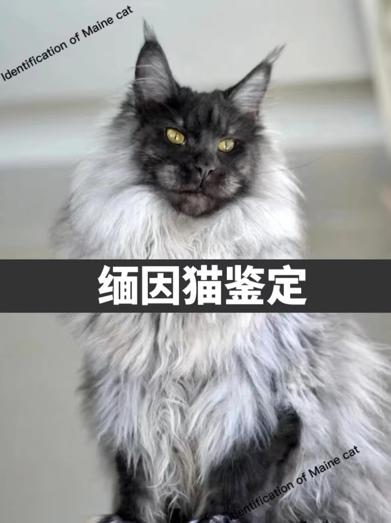 宠物鉴定师缅因猫品种品相鉴定俄系长脸大体烟灰阴影凯米尔银虎斑 宠物/宠物食品及用品 宠物训练 原图主图