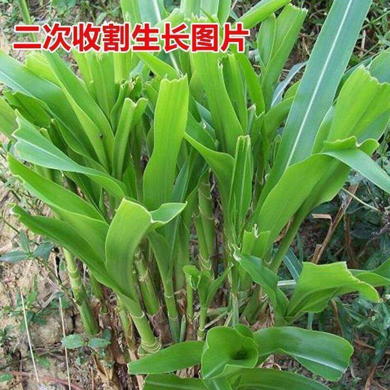 多年生杂交王草种孑苏丹草种孑四季高产牧草种孑喂猪牛羊鱼兔草孑