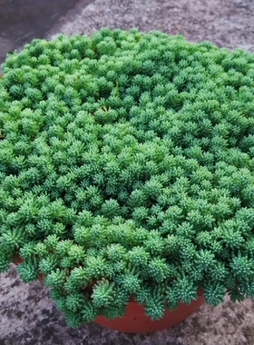 薄雪万年草耐干旱多年生草本植物常青屋顶庭院花园中华景天多肉