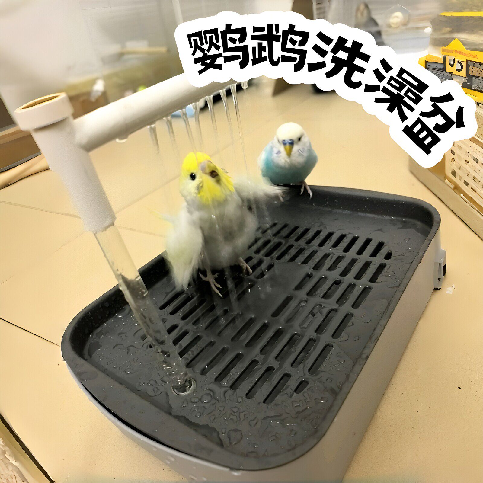鸟儿这个享受~鹦鹉洗澡盆