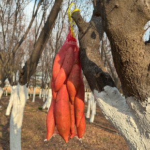 网袋纱网尼龙水果批发束口袋装地瓜网袋红薯密网袋编织塑料小网兜