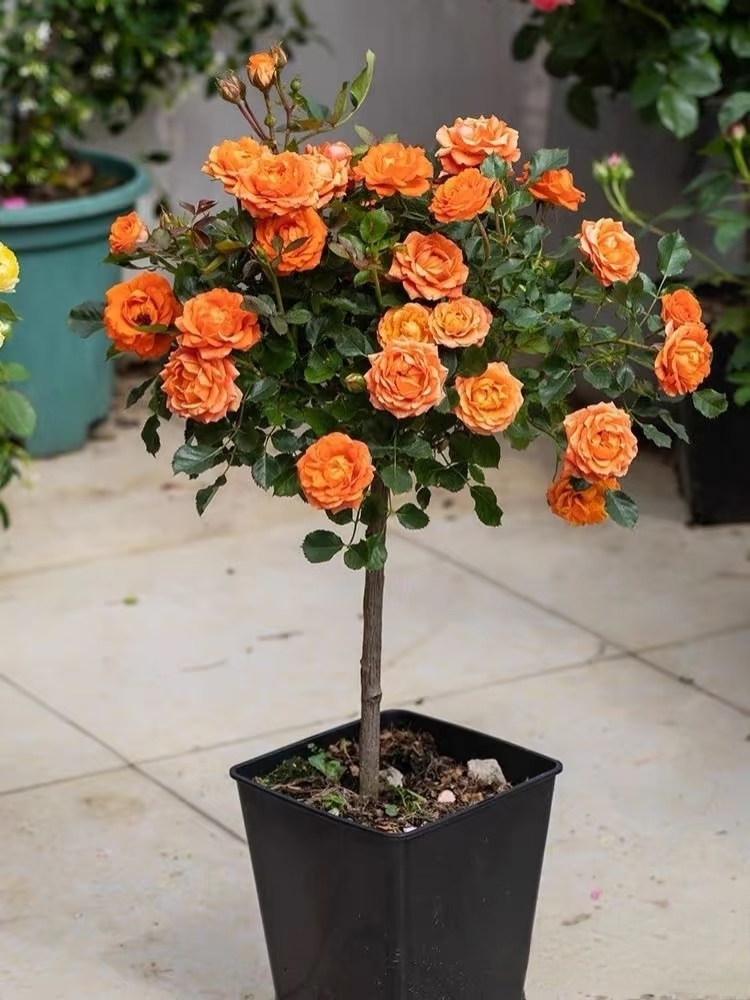 月季棒棒糖（一物一拍）