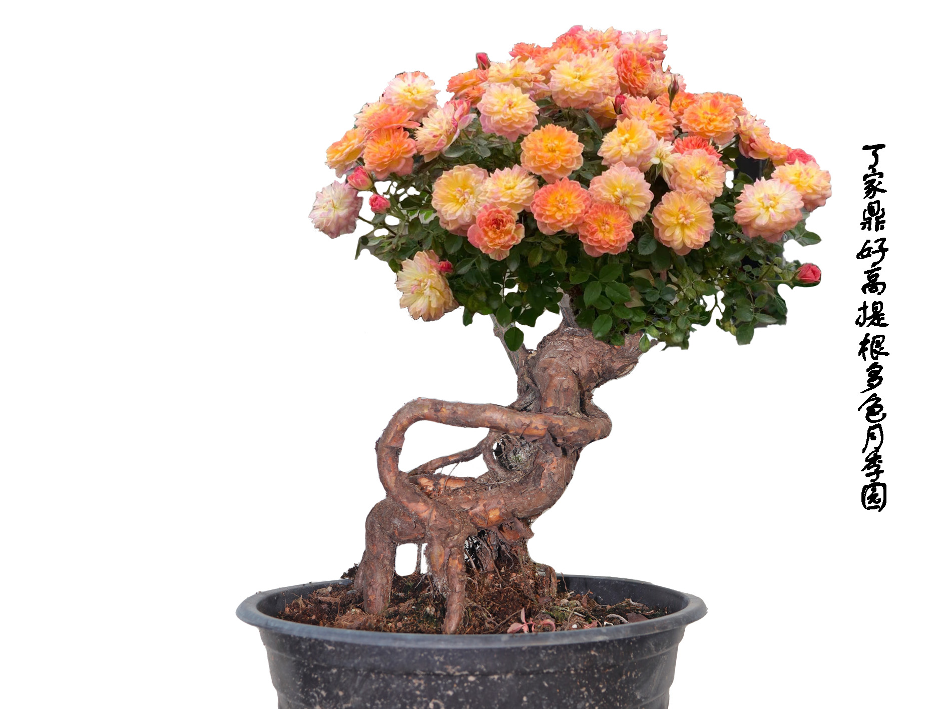 丁家鼎好高提根多色月季（一物一拍）