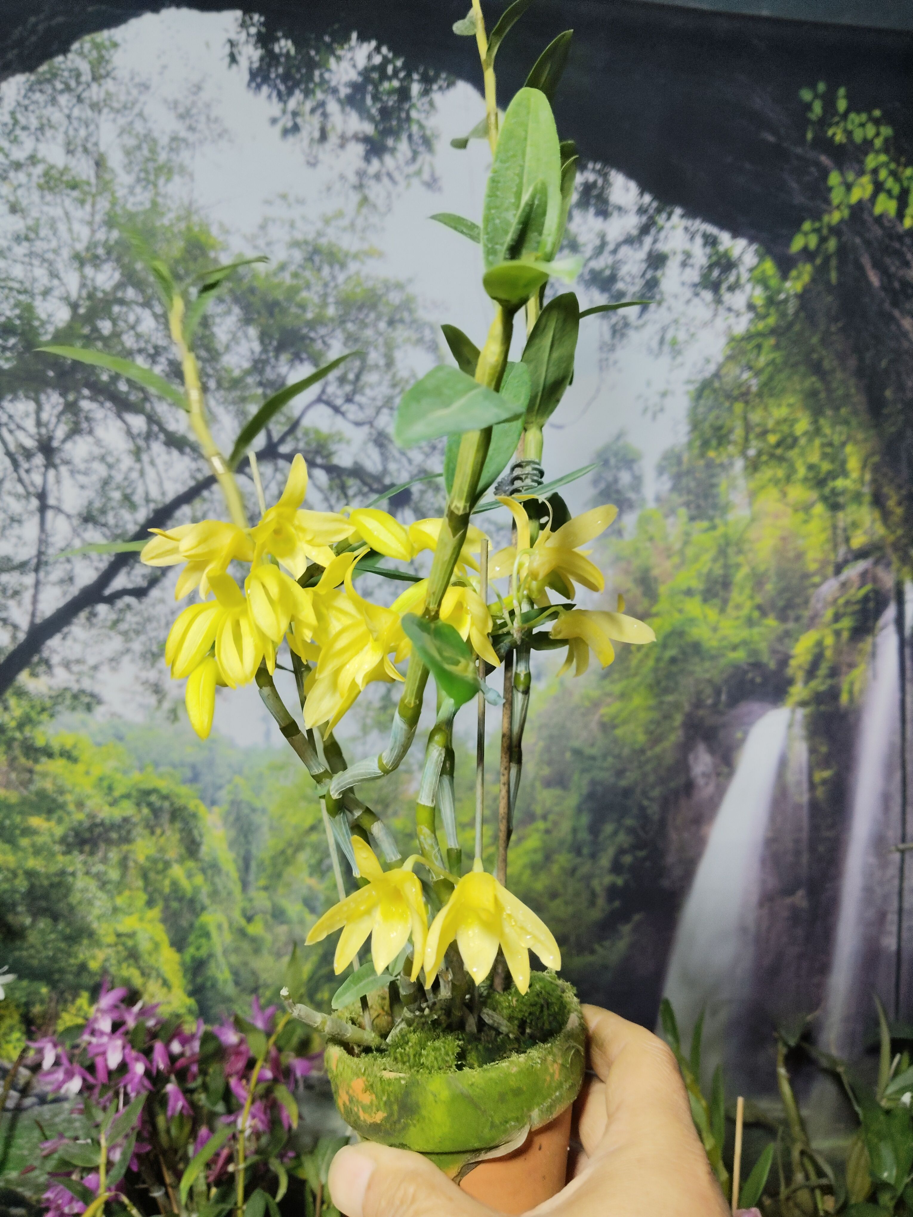 黄花广东石斛一盆