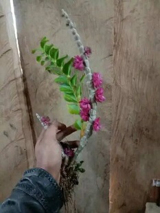 苏拉威西紫红石斛‌Dendrobium purpureum Roxb.