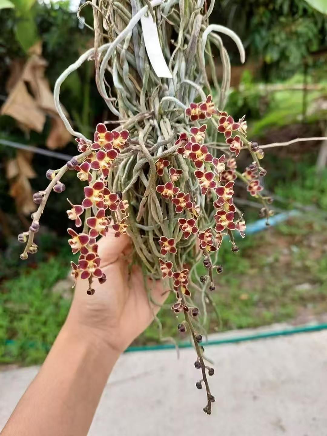 泰国个体红花异形蜘蛛兰异形兰 chiloschista lunifera