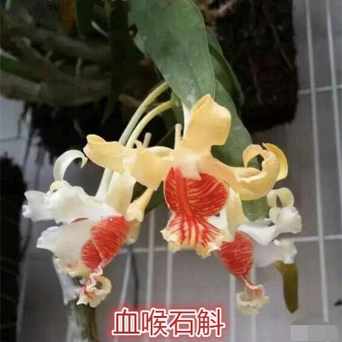 越南血喉石斛Dendrobium ochraceum