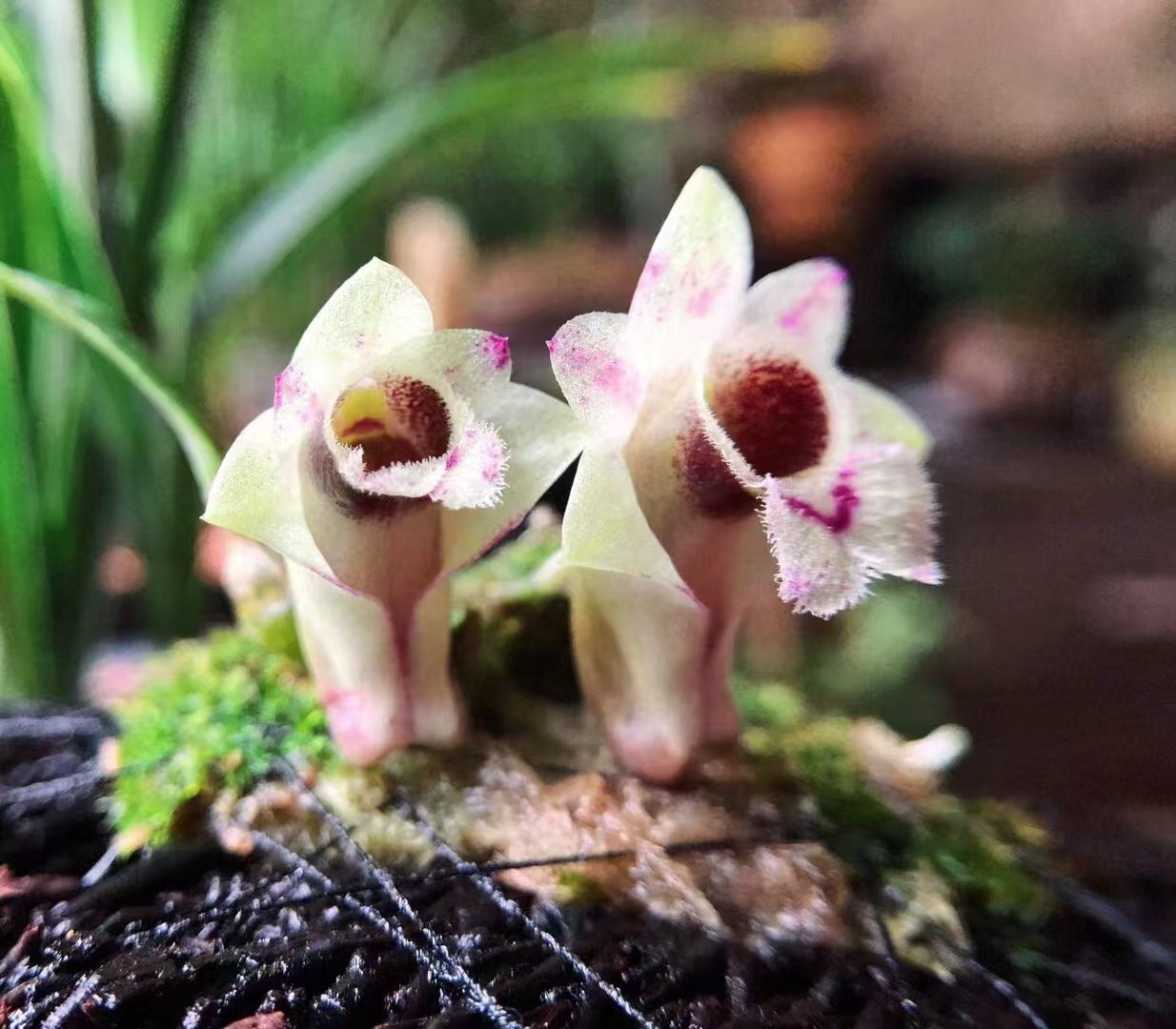 越南河口石斛Den.hekouense雨林缸迷你热植,鲜花速递/花卉仿真/绿植园艺,国兰/杂交兰/洋兰类,淘宝优惠券,粉丝福利购,淘宝优惠卷