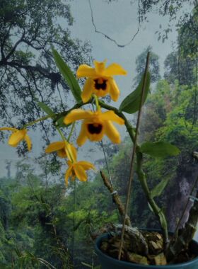 黑喉石斛Dendrobium ochreatum Lindl一盆#洋兰#石斛兰