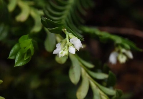 印度原种柄唇兰（Podochilus khasianus Hook. f.）