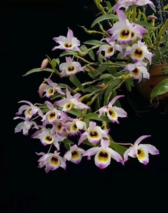 蜂腰石斛棒节石斛Den.findlayanum