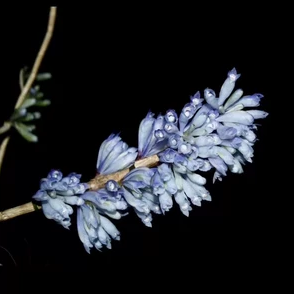 新几内亚蓝色石斛Dendrobium sp. blue#蓝色系石斛具体品种未定名
