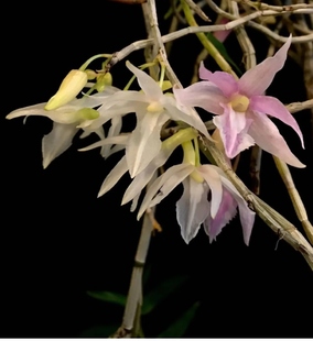 苏拉威西克拉巴特石斛Dendrobium klabatense Schltr. 1910
