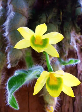 老挝绒毛石斛Dendrobium senile一板