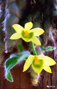 老挝绒毛石斛Dendrobium senile一板