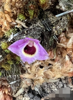 老挝浓喉石斛#红花河口石斛#洋兰Den fuscifaucium一份