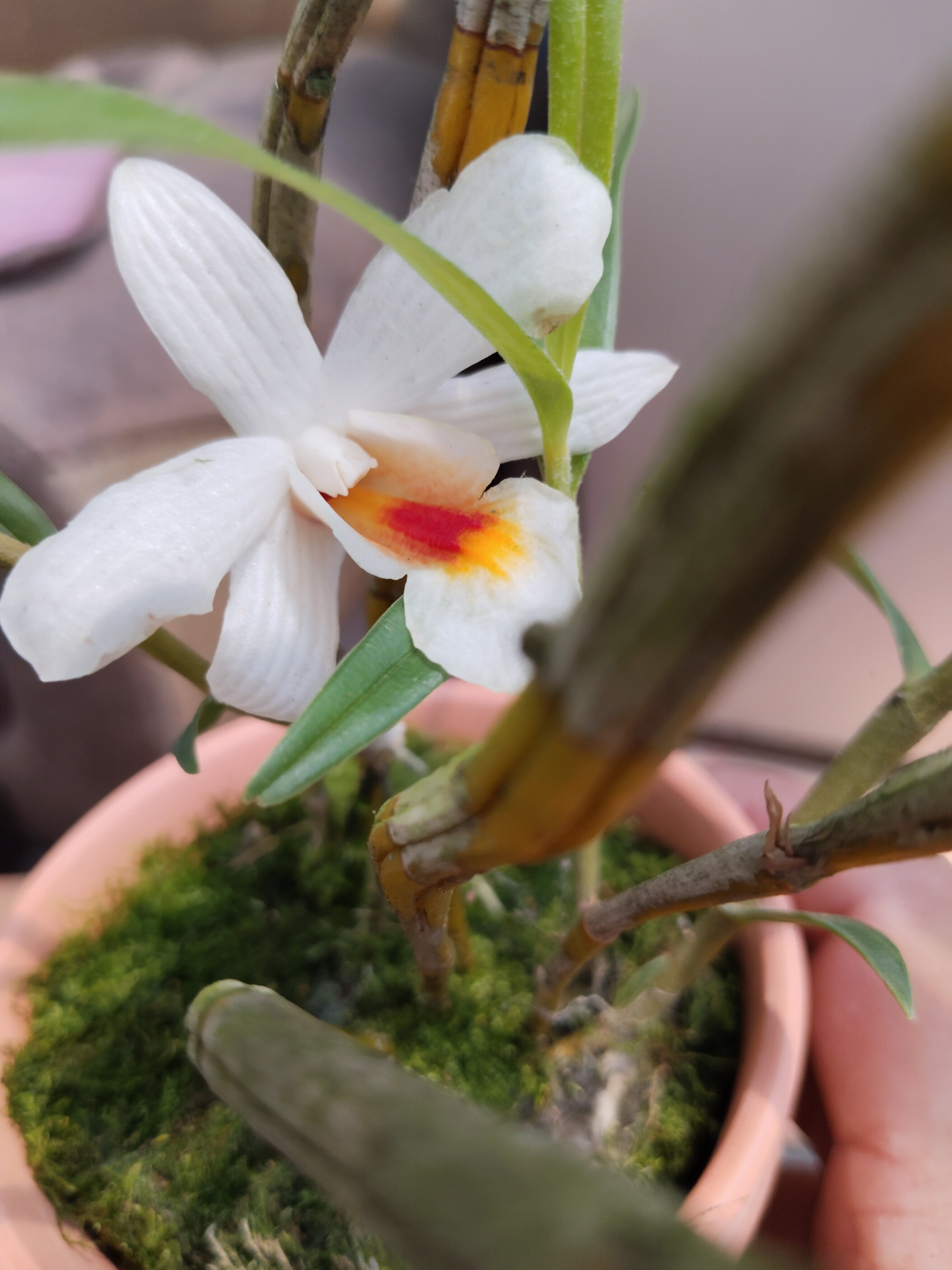 华石斛den.sinense扦插苗一盆