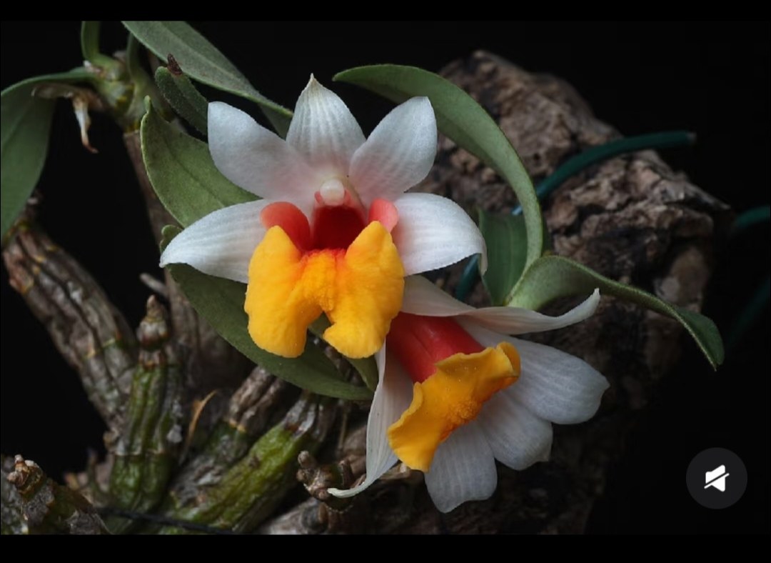 带花苞的小美石斛#矮石斛DenbellatulumRolfe#热带雨林缸热植