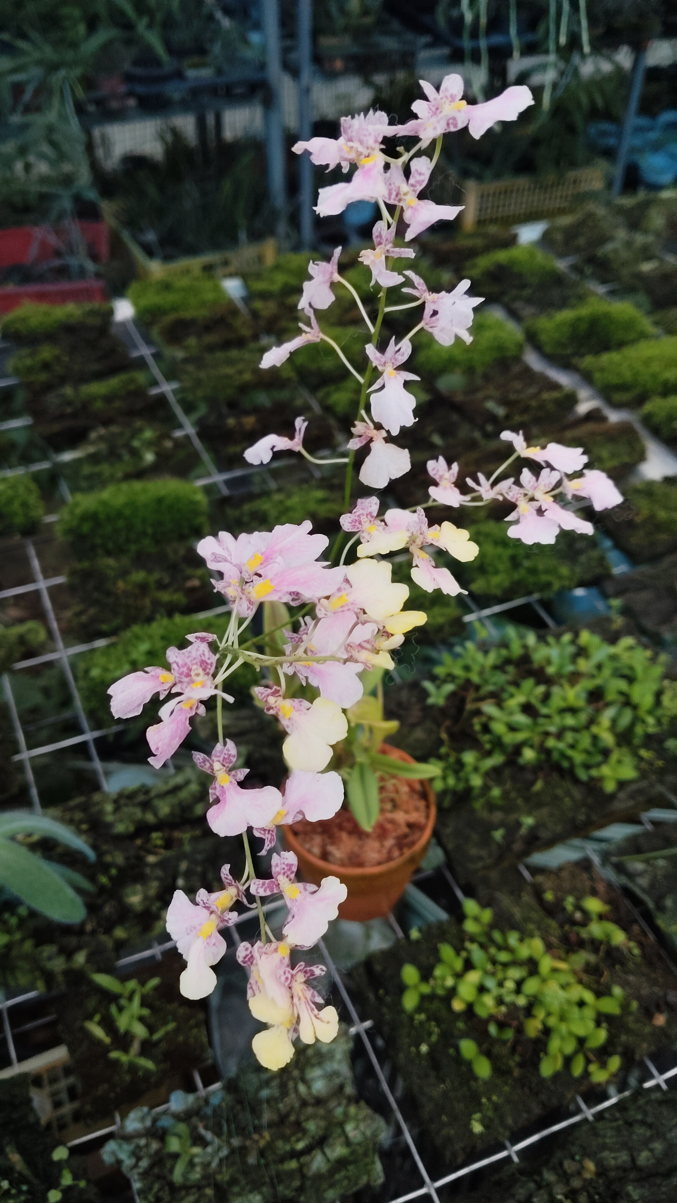 爆米花文心兰Ionmesa Popcorn‘Haruri’一盆#文心兰#洋兰