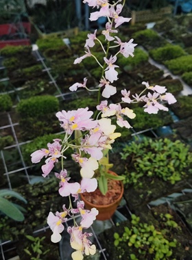 爆米花文心兰Ionmesa Popcorn‘Haruri’一盆#文心兰#洋兰