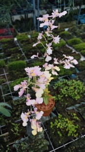 爆米花文心兰Ionmesa Popcorn‘Haruri’一盆#文心兰#洋兰