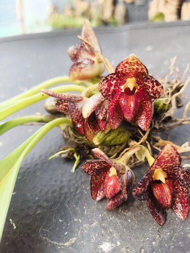 滇印石豆兰Bulbophyllumobrienianum花瓣似是画满豹纹的红玫瑰