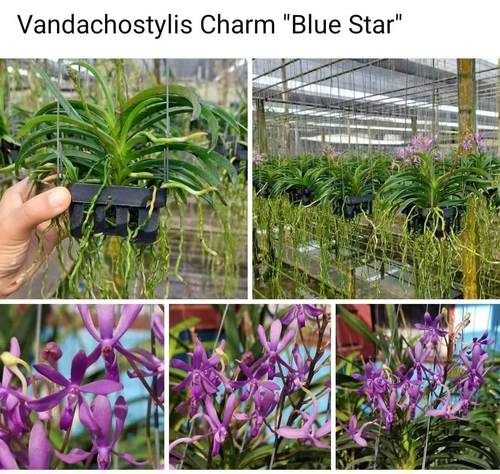 蓝星风兰Vandachostylis Charm Blue Star#洋兰#风兰#富贵兰