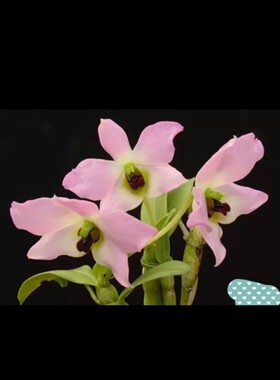 扁石斛Den. trantuanii Perner & X.N.Dang一盆4苗左右年货节发漏